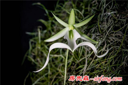 世界上都有哪些比较稀有的花？