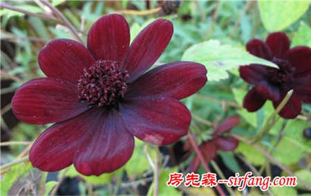 世界上都有哪些比较稀有的花？