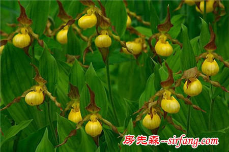 世界上都有哪些比较稀有的花？