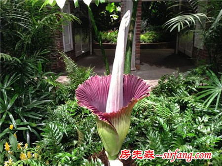 世界上都有哪些比较稀有的花？