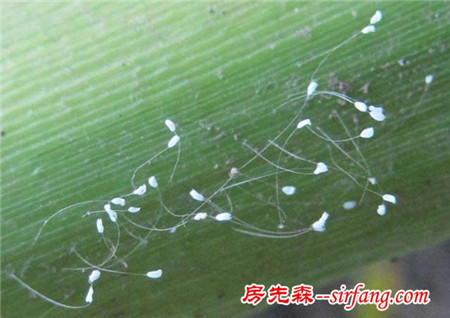 世界上都有哪些比较稀有的花？