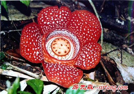 世界上都有哪些比较稀有的花？