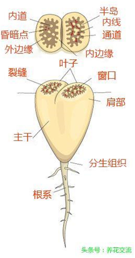 多肉植物中的生石花是什么？