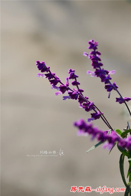 植物美图笔记｜　鼠尾草系列之　墨西哥鼠尾草