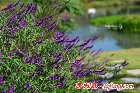 植物美图笔记｜　鼠尾草系列之　墨西哥鼠尾草