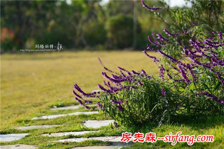 植物美图笔记｜　鼠尾草系列之　墨西哥鼠尾草