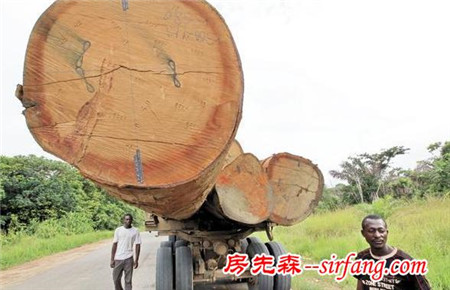 需要百人才能搬得动的巨大原木，也只有这样的原木才能够做大板！