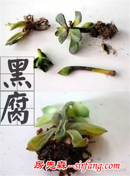 多肉植物急救大法！别怪我没告诉你哦~