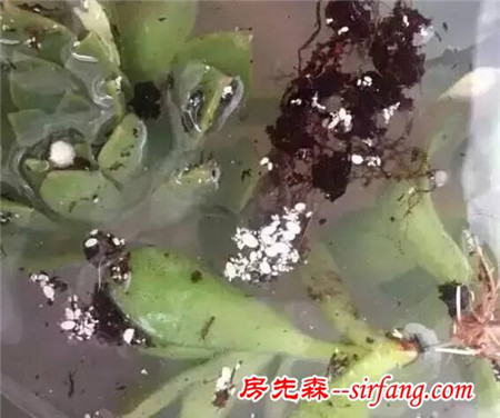 多肉植物急救大法！别怪我没告诉你哦~