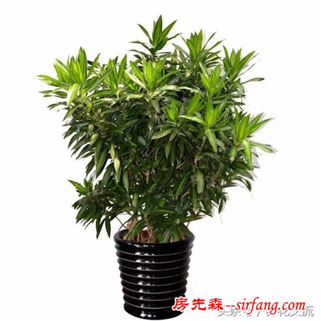 家里阴暗角落也能长得很好的6种植物