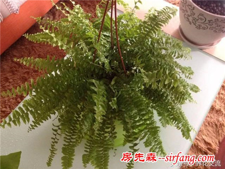 家里阴暗角落也能长得很好的6种植物