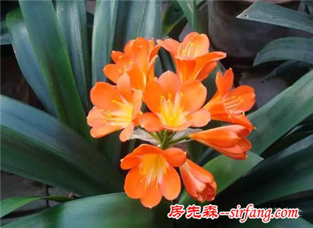 如何才能让家里的君子兰开花？