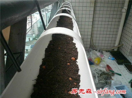 鄰居給PVC管鑿個洞就敢在陽臺上種菜，看完我也想要一個！