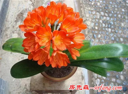 如何才能让家里的君子兰开花？