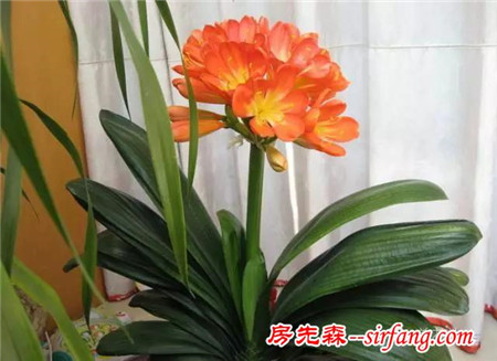 如何才能让家里的君子兰开花？