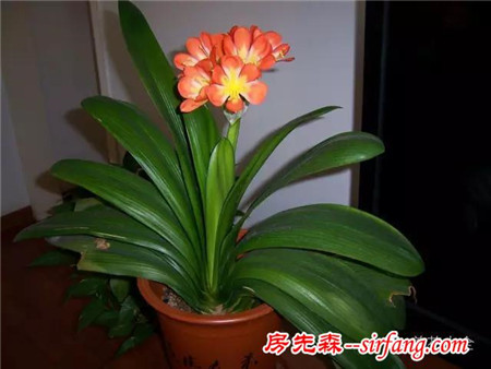 如何才能让家里的君子兰开花？