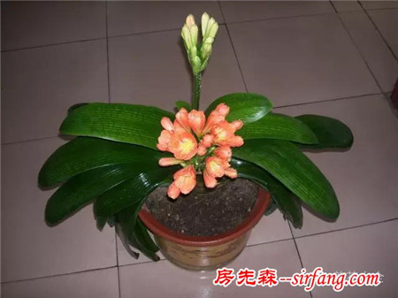 如何才能让家里的君子兰开花？