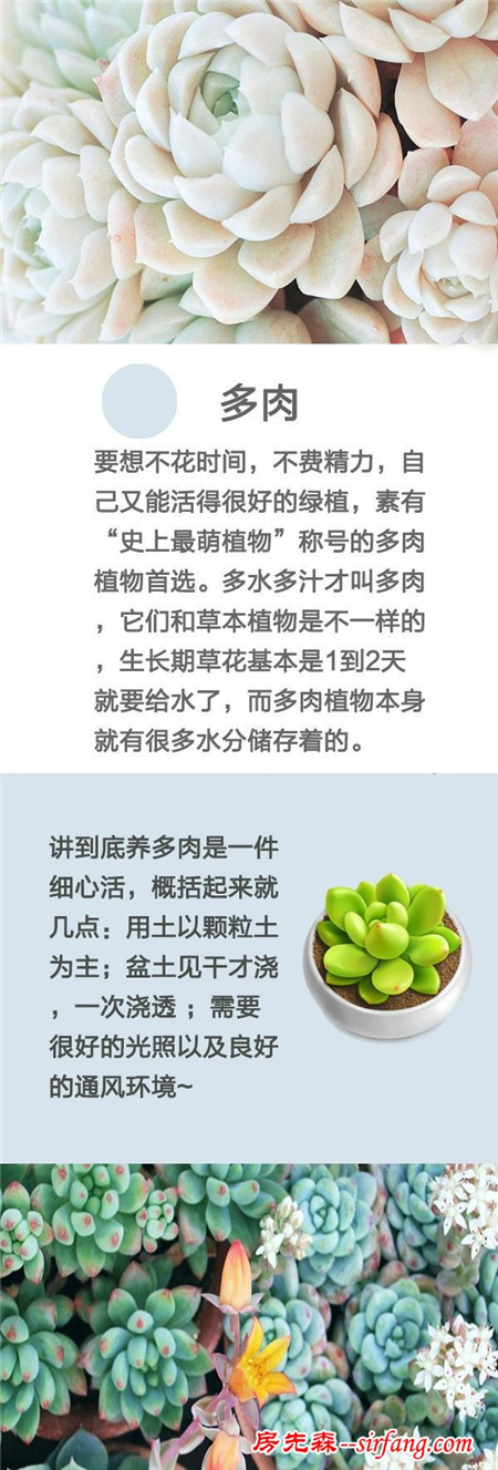 盘点：适合懒人的家居绿植，完全不麻烦！