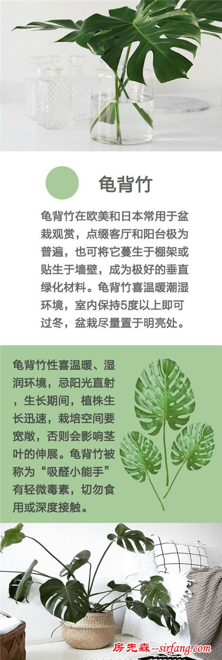 盘点：适合懒人的家居绿植，完全不麻烦！