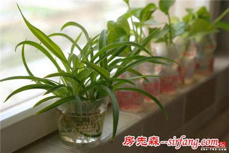 深圳大龄美女装50平超萌婚房，这个新年求脱光！