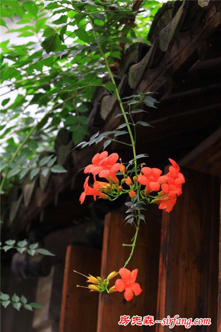 有哪些可以在阳台和门前攀援开花的植物？