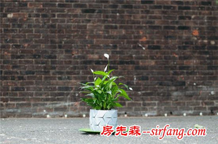 可以和植物一起“长大”的折纸花盆，你见过吗？