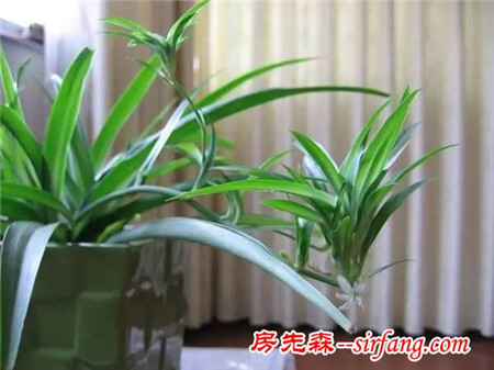 客厅里养殖这几种吸烟植物，再也不怕二手烟