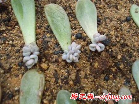 多肉植物叶片扦插发芽后的管理