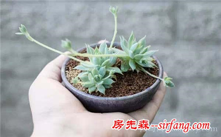 [技术篇]你的多肉植物为何养不活？