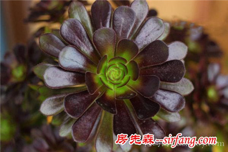 多肉植物为什么会变色