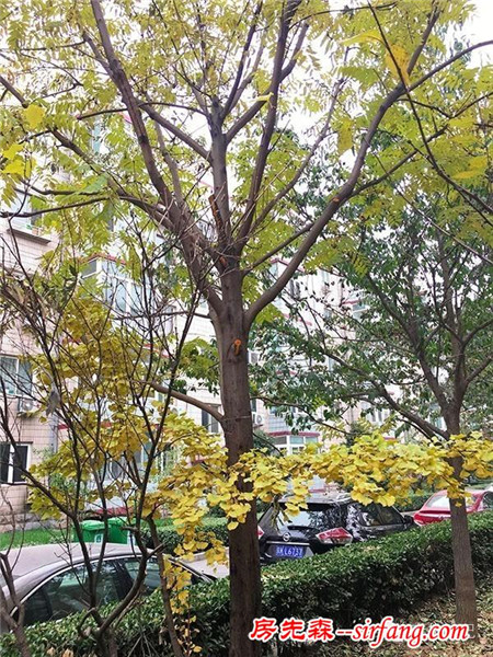 森林手工 | 初冬香椿果枝装饰