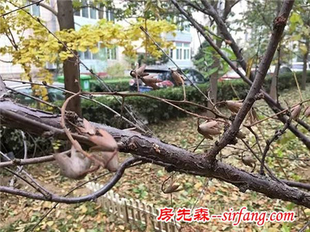 森林手工 | 初冬香椿果枝装饰