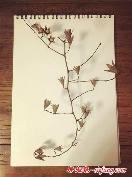 森林手工 | 初冬香椿果枝装饰