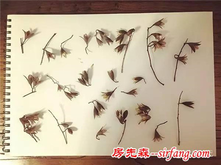 森林手工 | 初冬香椿果枝装饰