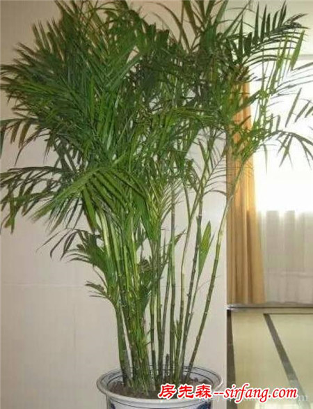 这些植物你分得清吗