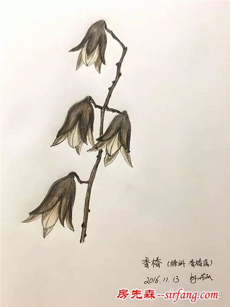 森林手工 | 初冬香椿果枝装饰