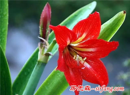 天冷了！是时候该养这些花了 !