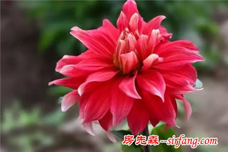 天冷了！是时候该养这些花了 !