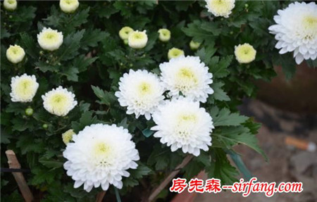 天冷了！是时候该养这些花了 !