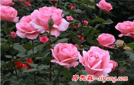 天冷了！是时候该养这些花了 !
