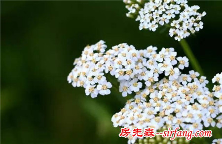 天冷了！是时候该养这些花了 !