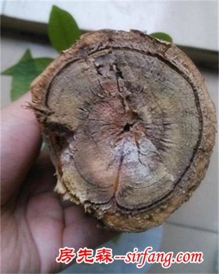 发财树的树根烂了怎么处理？
