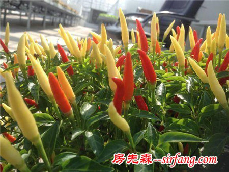家居养花：颜色艳丽的观果植物-观赏辣椒，引人注目