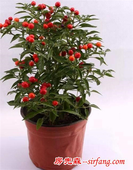 家居养花：颜色艳丽的观果植物-观赏辣椒，引人注目