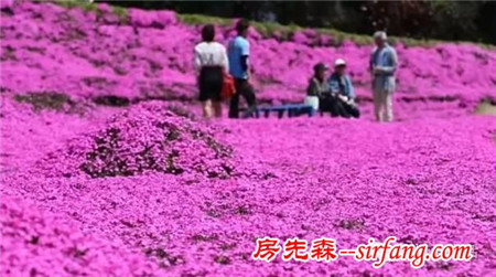 宜植爱人物｜揭秘：一个日本老人怎样感动了全球