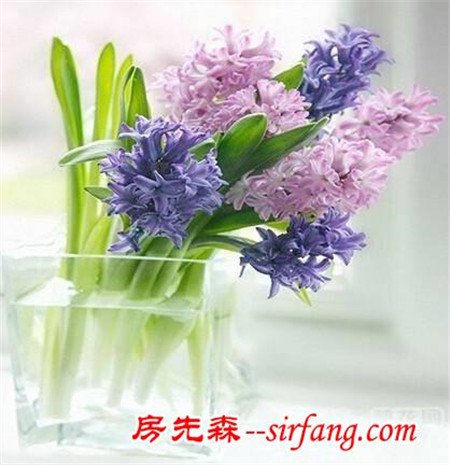 養(yǎng)花：新人也能玩水培-水培風(fēng)信子，養(yǎng)護(hù)簡(jiǎn)單！