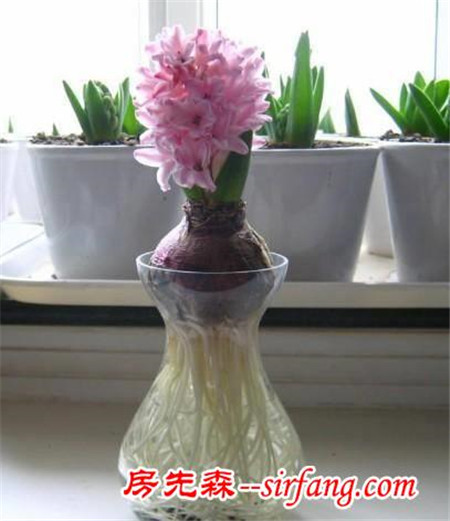 養(yǎng)花：新人也能玩水培-水培風(fēng)信子，養(yǎng)護(hù)簡(jiǎn)單！