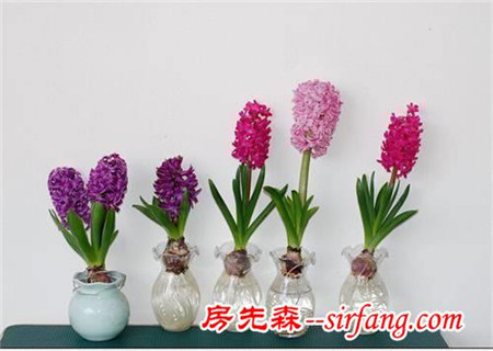 養(yǎng)花：新人也能玩水培-水培風(fēng)信子，養(yǎng)護(hù)簡(jiǎn)單！