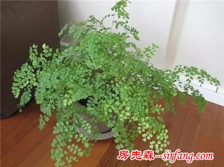 家中绿植这样摆 有利植物生长更有利身心