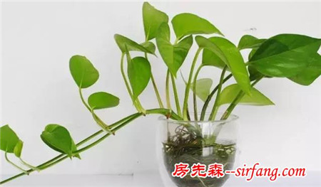 家中绿植这样摆 有利植物生长更有利身心